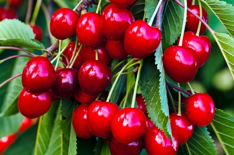 Sweetheart Cherries
