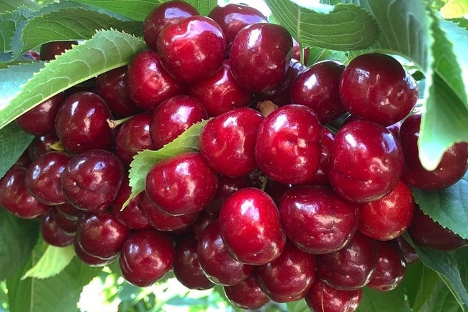 Staccato Cherries