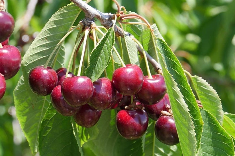 Bing Cherries